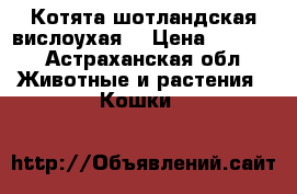 Котята шотландская вислоухая  › Цена ­ 3 000 - Астраханская обл. Животные и растения » Кошки   